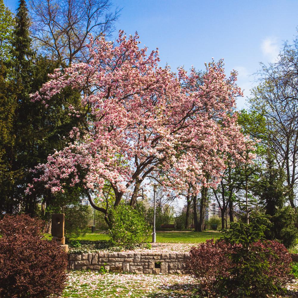 Commercial landscaping in park with tree