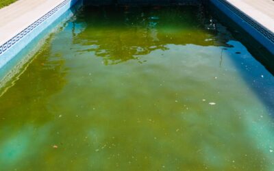 Algae in Georgia Heat: How to Prevent and Treat Green Pools Fast